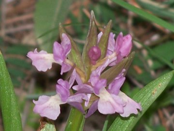 orchidea dall''Etna